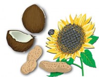 2067229-489004-sunflower-seeds-and-beautiful-flower-on-a-white-background-vector-illustration