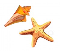 3352341-894406-starfish-on-white-background