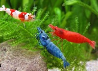 Freshwater-Aquarium-Shrimp