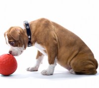 dog-playing-with-bal2ld
