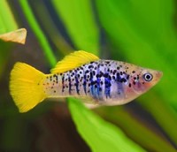 fancy-platy