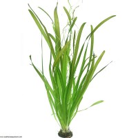 Vallisneria_australis_gigantea